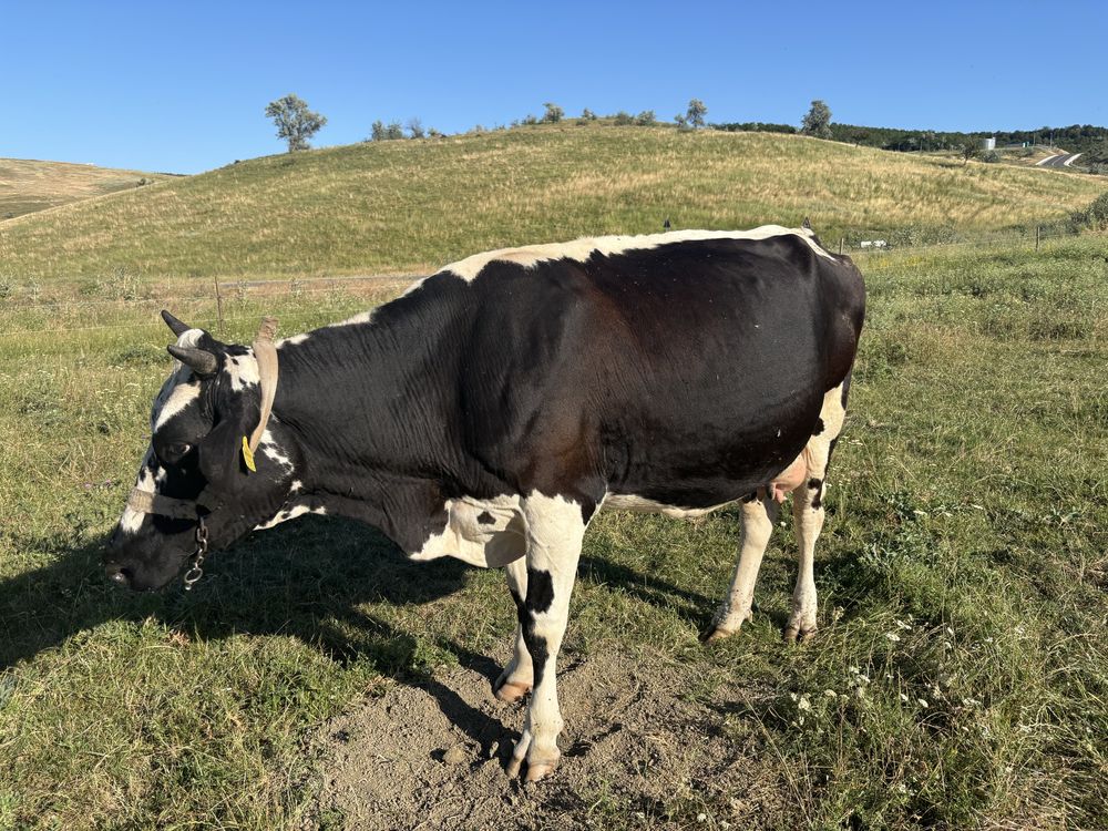 Vand vaca gestanta cu 2 vitei