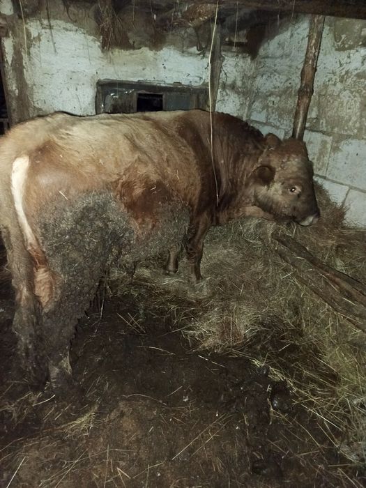 Продам быка производителя с откорма