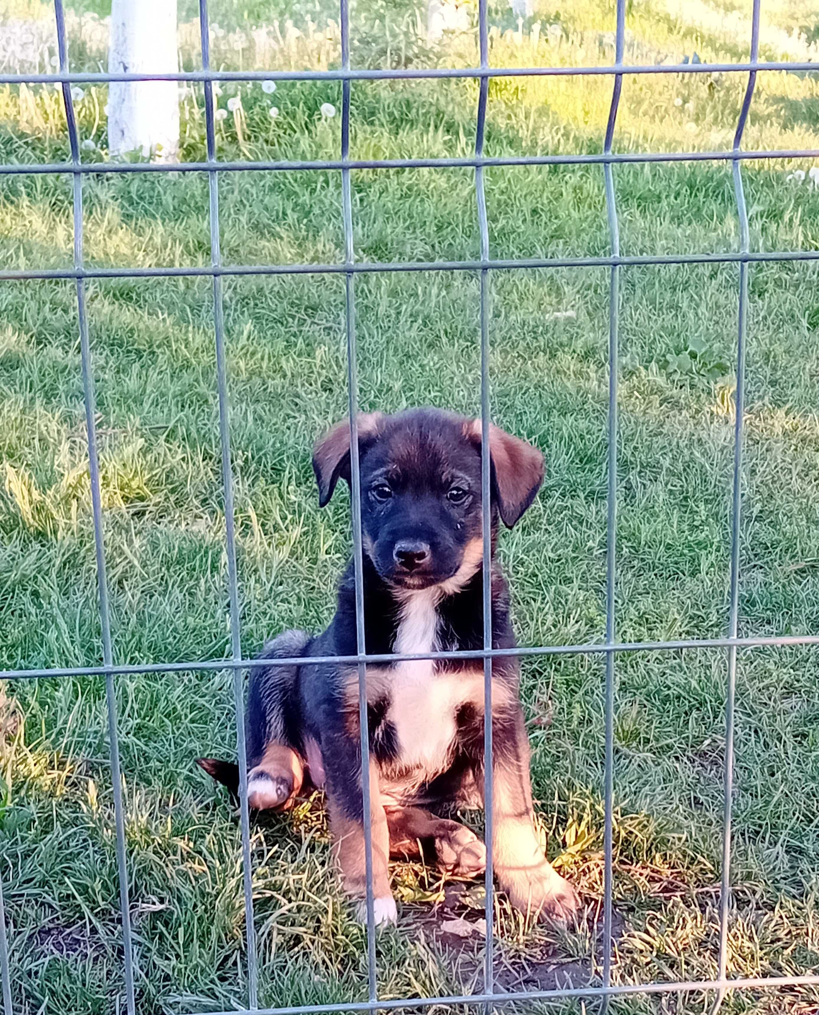 Ofer spre adoptie catelusi, baietei si fetite