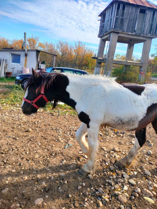 Vand un manz de 1 an jumate mai multe detali pe nr de telefon