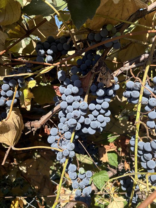 Vand struguri pentru vin