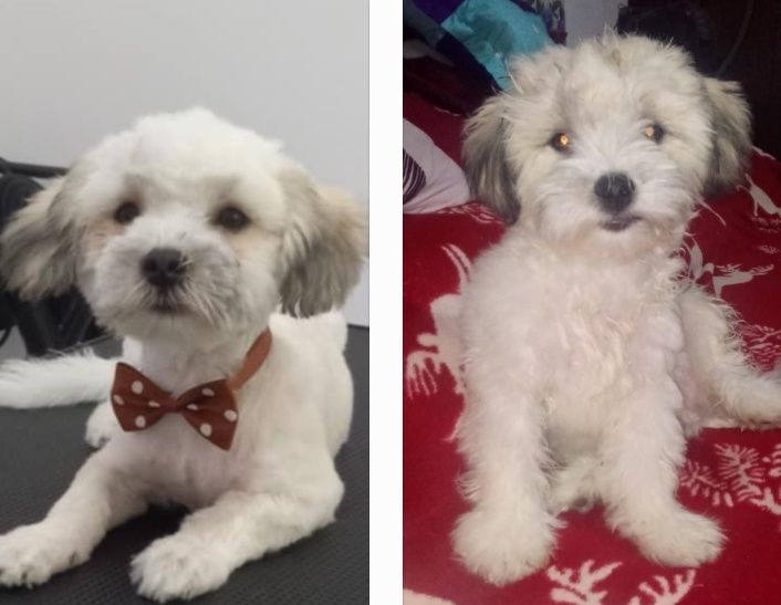 Tund si cosmetizez căței