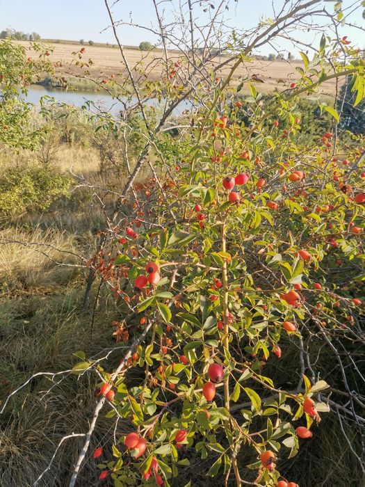 Шипки плод ,билки,витамини,пресни