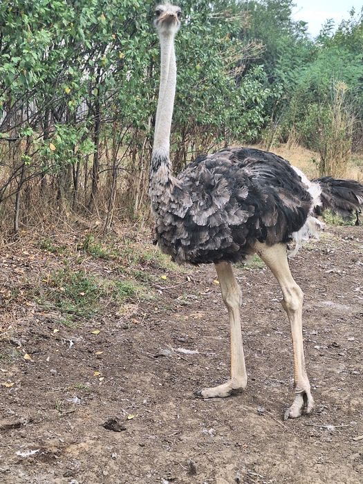 Struț african mascul de vânzare vârstă 1 an