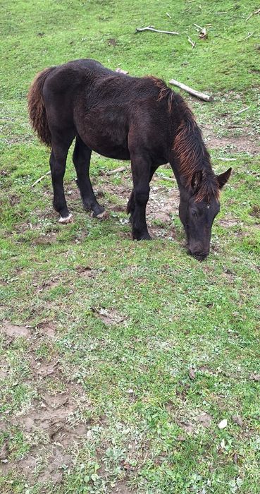 Mînză neagră ardeneză