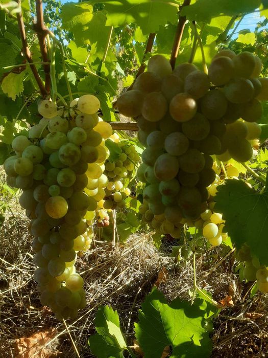 Продавам бяло десертно грозде сортовете Булгар и Брестовица