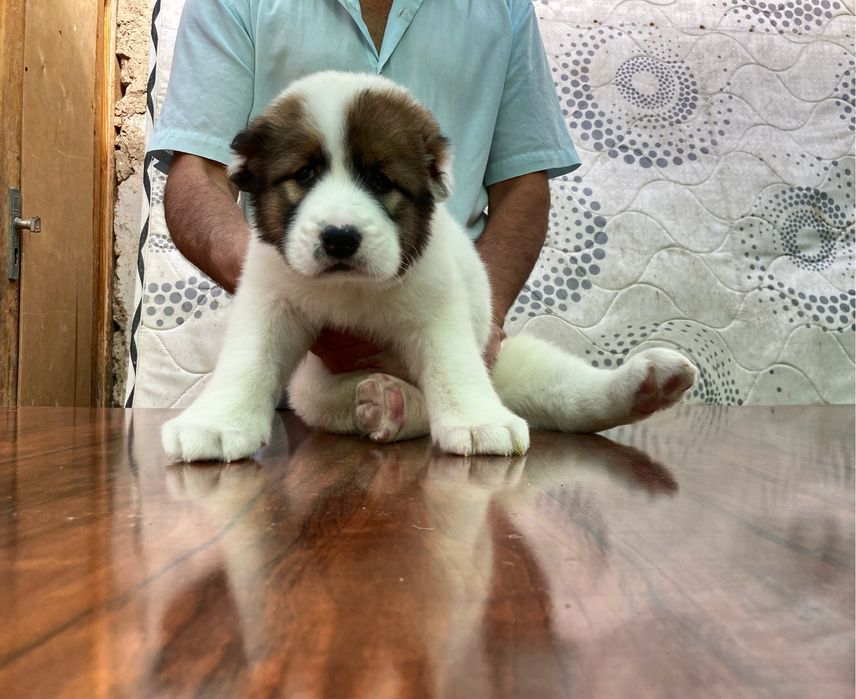 Щенок Алабая ( Супер Гигант )