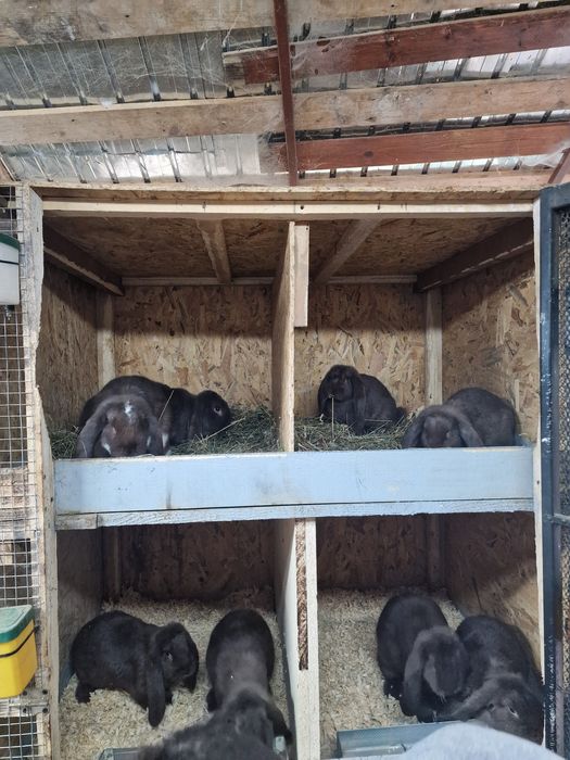 Iepuri berbec german