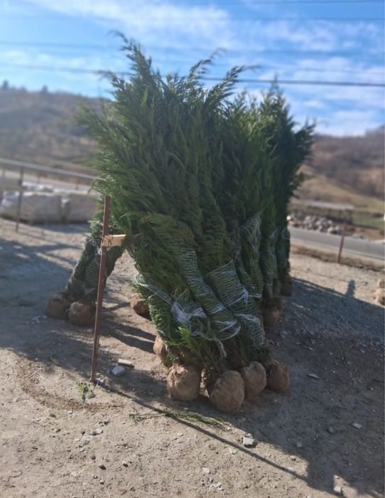 Tuia leylandii oferta 3m 250 lei bucata oriunde in tara plantat inclus