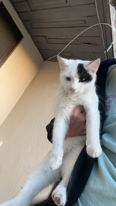 Donez 2 pisicute un motan in varsta de 4 luni si o fetita 1 an