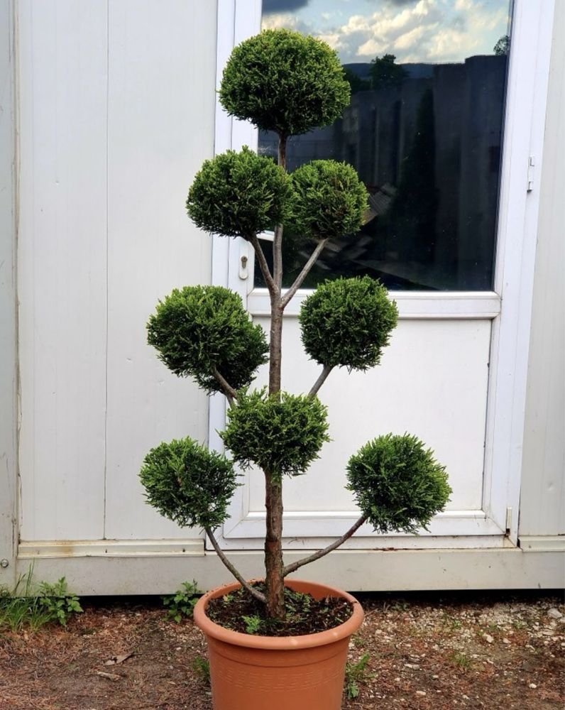 Plante ornamentale Tuia si alte specii