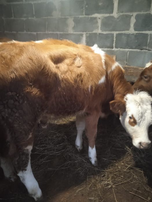 Продам две телочки 10 и 11месяцев