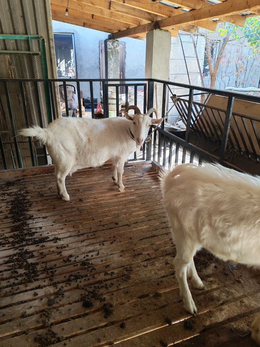 Ешки    занеенский