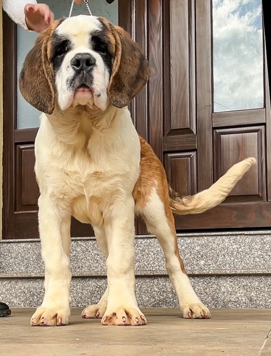 Femela Saint Bernard cu Pedigree