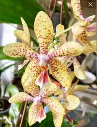 Орхидея мультифлора Джулия