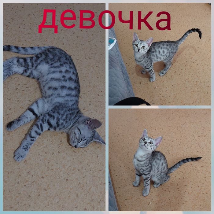 Отдам котенка в добрые руки девочка шотландская