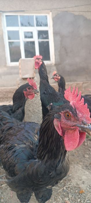 Qora shaxzoda jo'ja xo'rozlari sotiladi