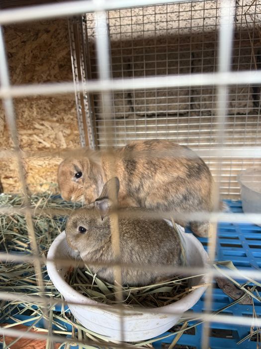 Кролик карлик домашний