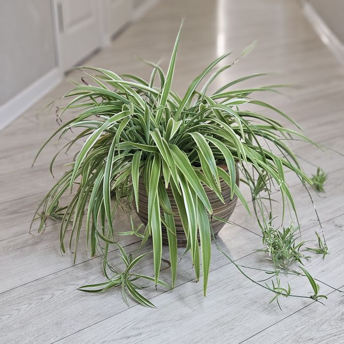 Хлорофитум в керамическом горшке