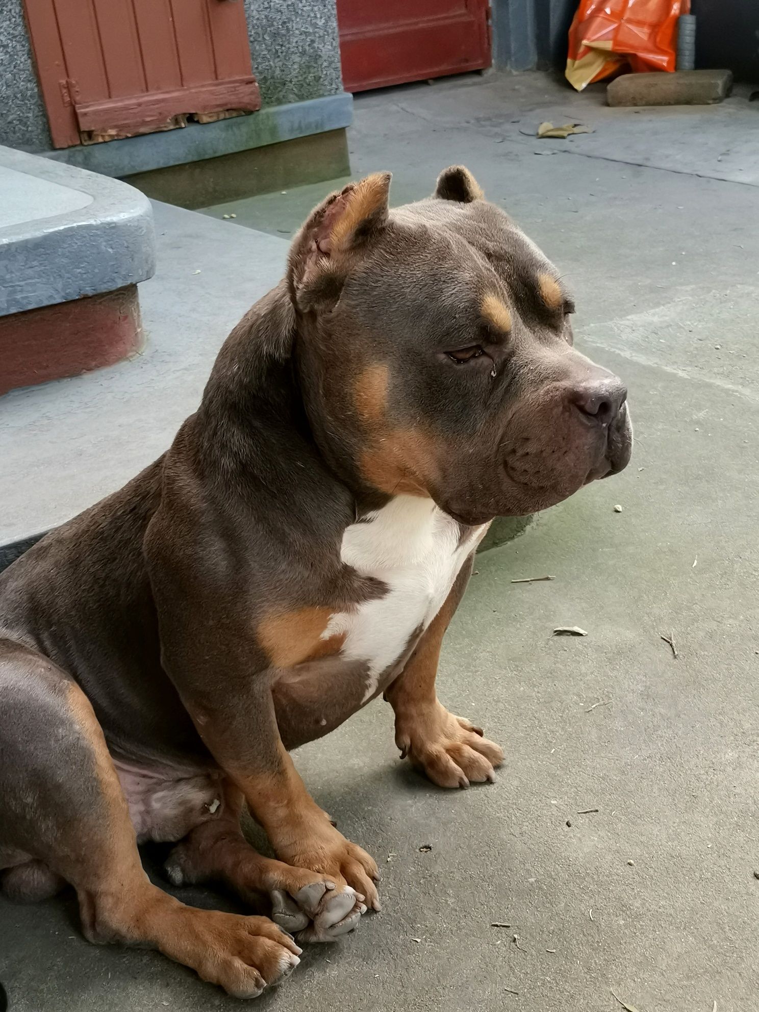 American bully Repro Top. Abkc