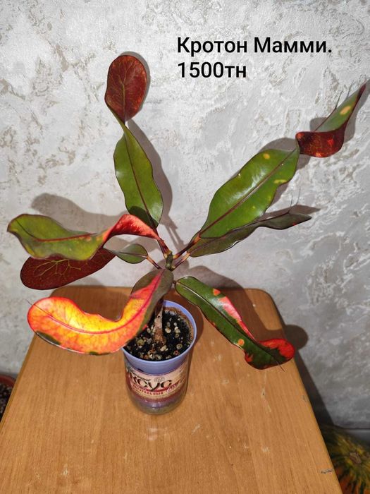 комнатные, декоративные, сортовые цветы