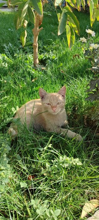 Котята крысоловы
