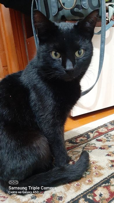 Отдам в хорошие руки  кота