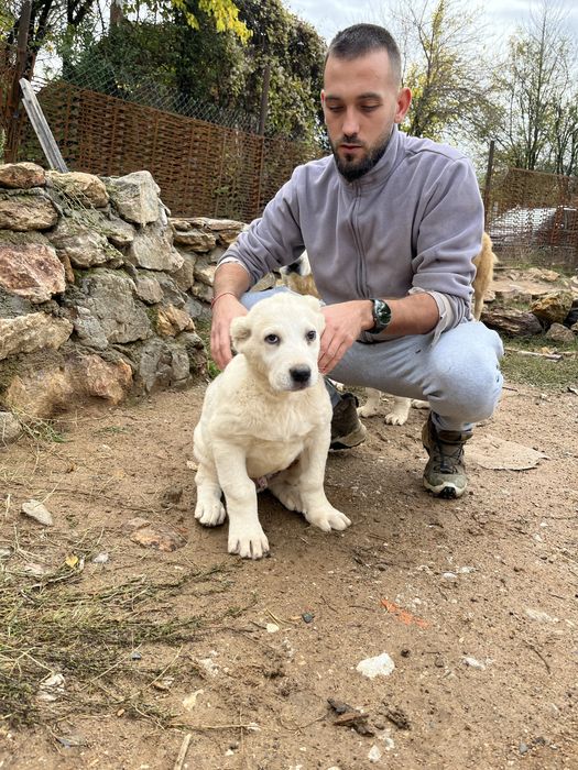 Алабай на два месеца