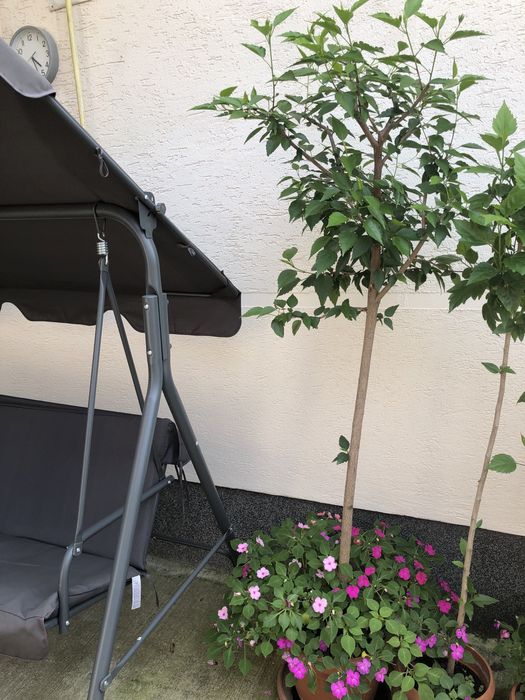 Trandafir japonez roz, asparagus