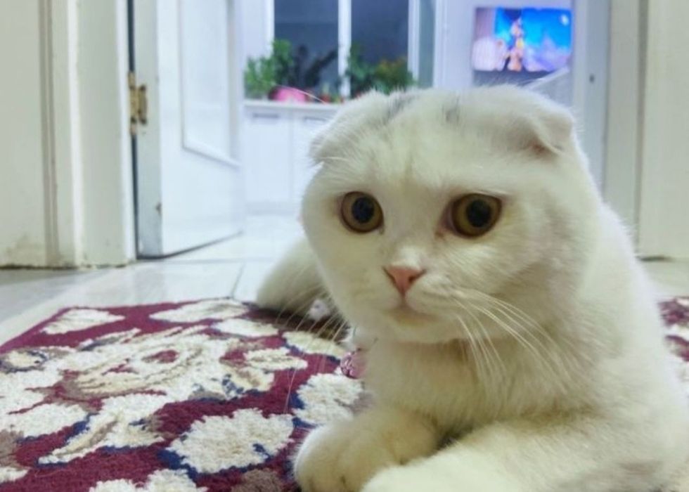 Mushuk aqlli va uyinqaroq