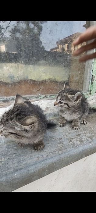 Котята отдам даром в добрые руки