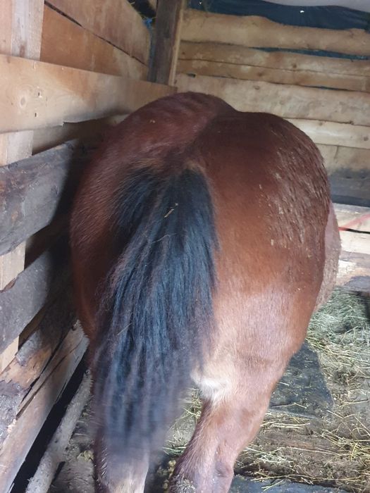 Vnd mnza de 6 luni  di cai grei