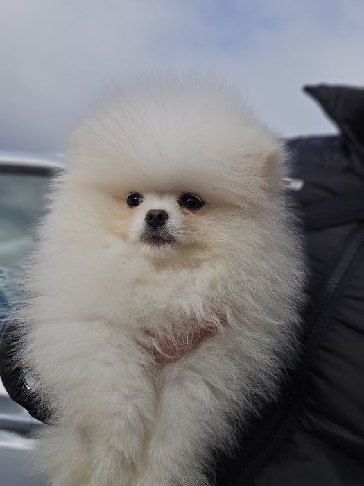 Померани на 3 месеца