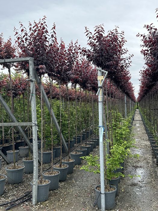 Tuia brazi maslini palimeri acuba pom-pom bosai spirale artarijaponezi