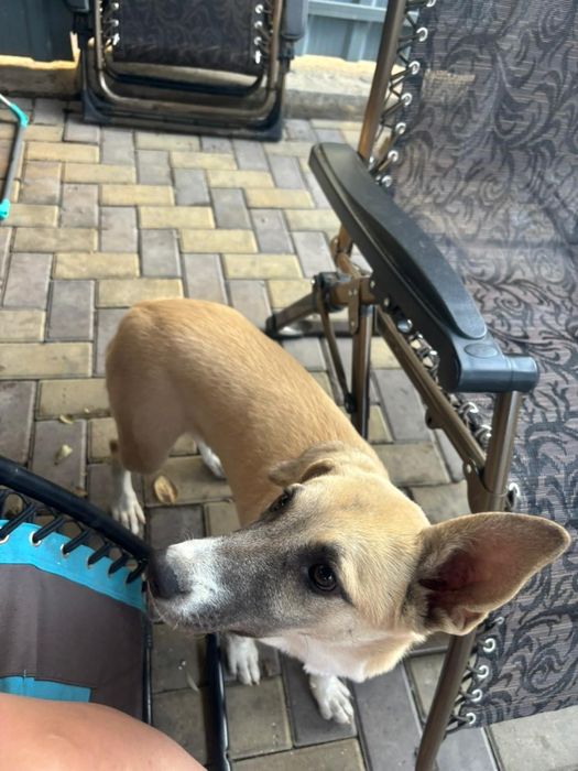 Двортерьер ищет дом