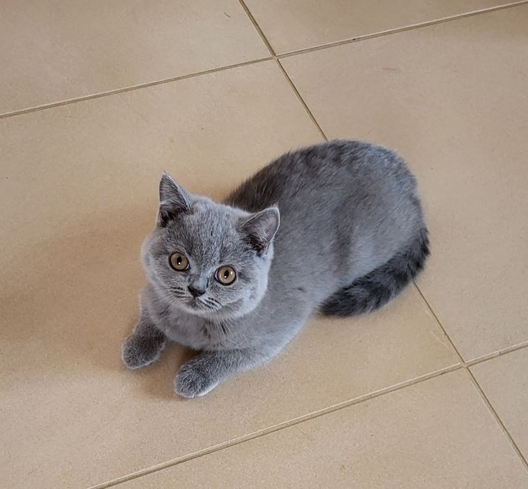 British shorthair