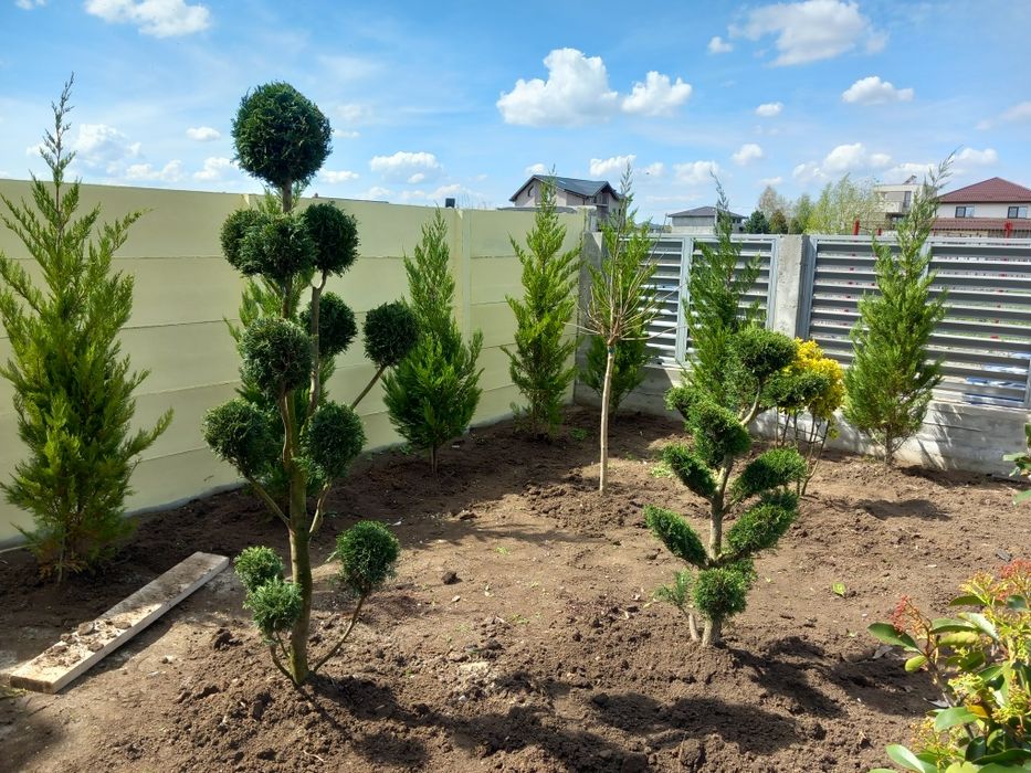 Amenajez spati verzi A LA Z gazon rulou plante ornamentale