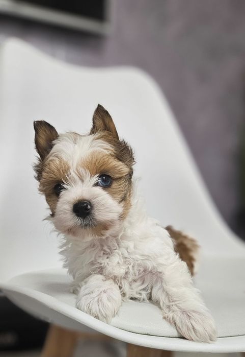 Yorkshire terrier fetita biewer.