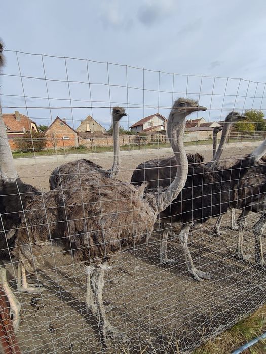 Vând familii de struți