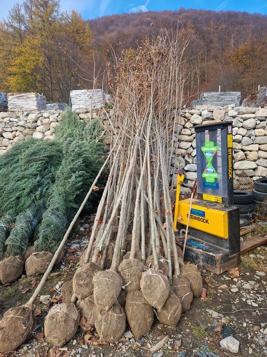 Copaci ornamentali platan mesteacăn tei