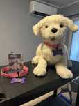 Интерактивно куче Furreal friends cookie