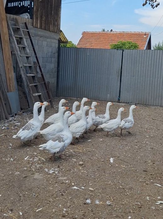 Gaste romanesti autosexabile