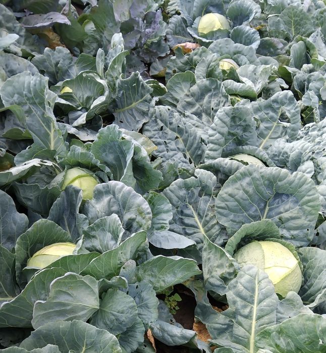 Vând varză de buzău