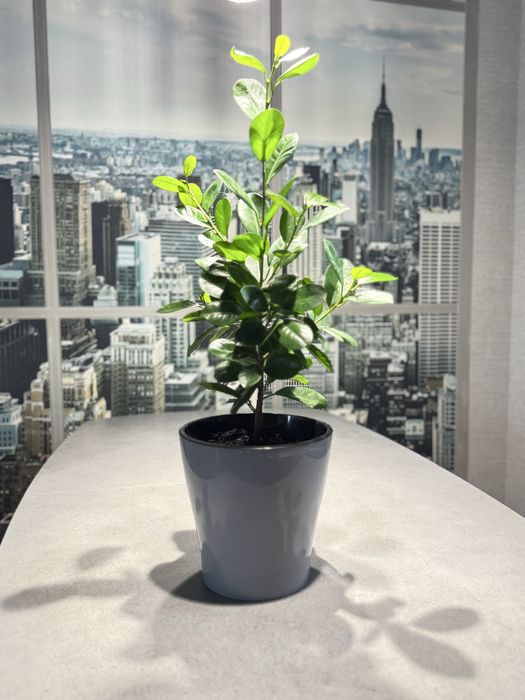 Фикус Мокламе, символ уюта и свежести в вашем доме.