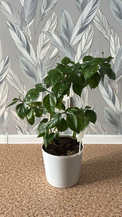 Гибискус. Китайская роза. Комнатные растения