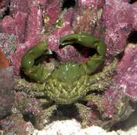 Vand Emerald crab (Mithraculus Sculptus) mancator de alge