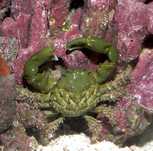 Vand Emerald crab (Mithraculus Sculptus) mancator de alge