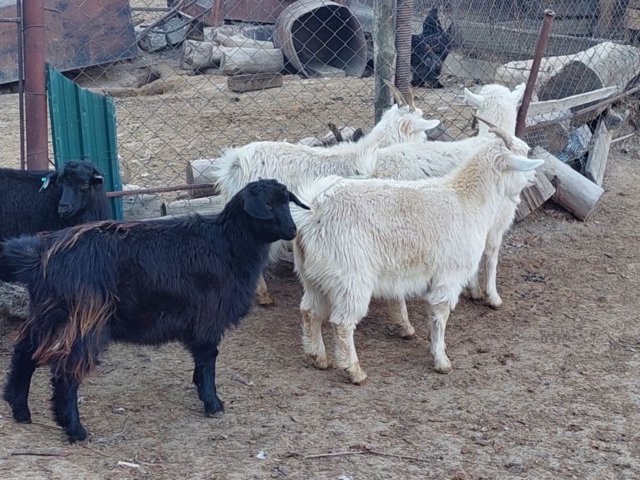 Семіз жем жеп тұрған бойдақ ешкілер сатылады