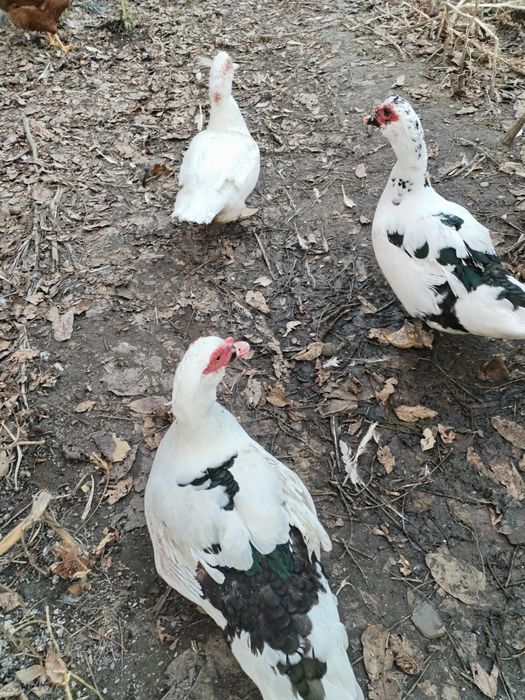 Rățoi muți mari 5 bucăți