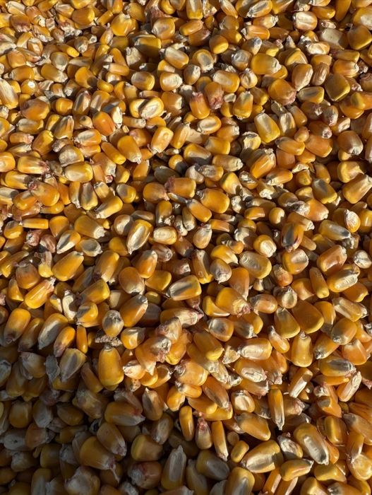 Maka johori qoplangan tayor